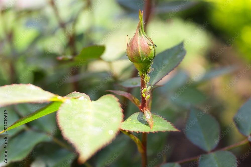 bud of a rose. Aphids on rosebuds. aphid colony on a rose bud of a rose. Aphids on rosebuds. aphid colony on a rose