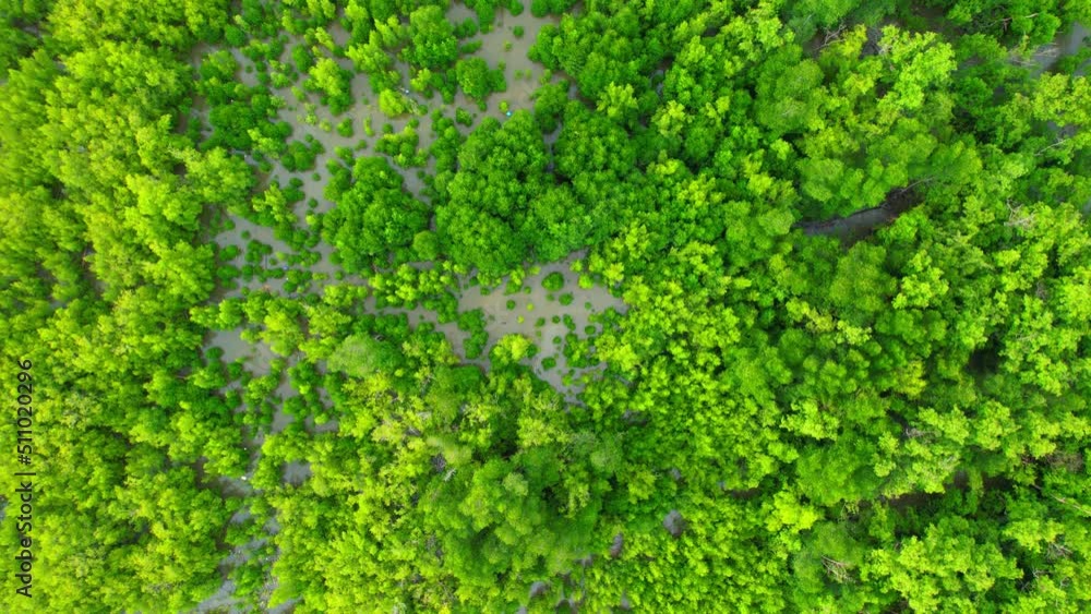 Aerial view Top view of Mangroves forest. An ecosystem in the Bangkaew, Samut Songkhram, Thailand. Mangrove landscape. 4k Drone Footage.
Aerial view Top view of Mangroves forest. An ecosystem in the Bangkaew, Samut Songkhram, Thailand. Mangrove landscape. 4k Drone Footage.