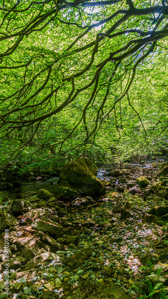 Beautiful panoramic view of the Asón river in the hiking route of the source and waterfall of the Asón river (Asón) Cantabria Beautiful panoramic view of the Asón river in the hiking route of the source and waterfall of the Asón river (Asón) Cantabria