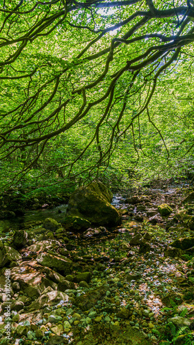 Beautiful panoramic view of the Asón river in the hiking route of the source and waterfall of the Asón river (Asón) Cantabria © JuanCarlos
