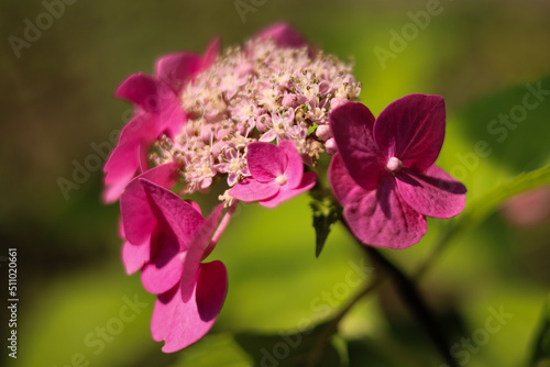 Ortensia, dettagli dei fiori rosa tra luci e ombre