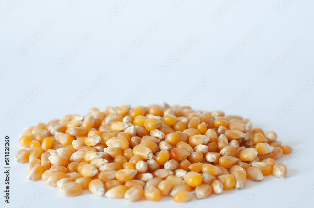 Heap of organic, natural raw corn kernels for popcorn with shallow depth. Close up view of ripe corn seeds known as Heap of organic, natural raw corn kernels for popcorn with shallow depth. Close up view of ripe corn seeds known as