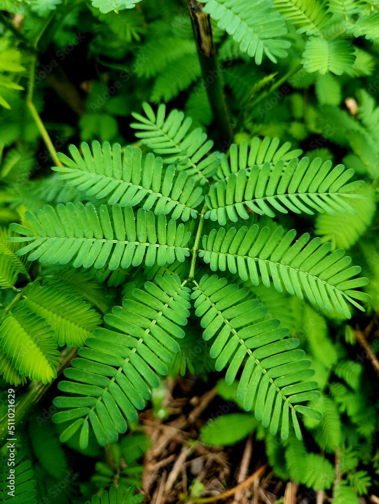 Leaf Leaf