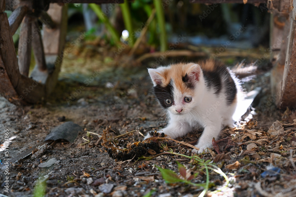 Charming little fluffy kitten plays in the yard of a village house Charming little fluffy kitten plays in the yard of a village house