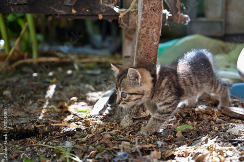 Charming little fluffy kitten plays in the yard of a village house 