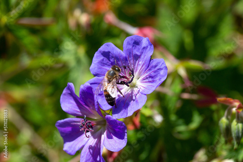 abeille poser sur un géranium, en plein soleil