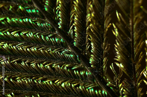 Extreme closeup of Indian peacock feather  India.