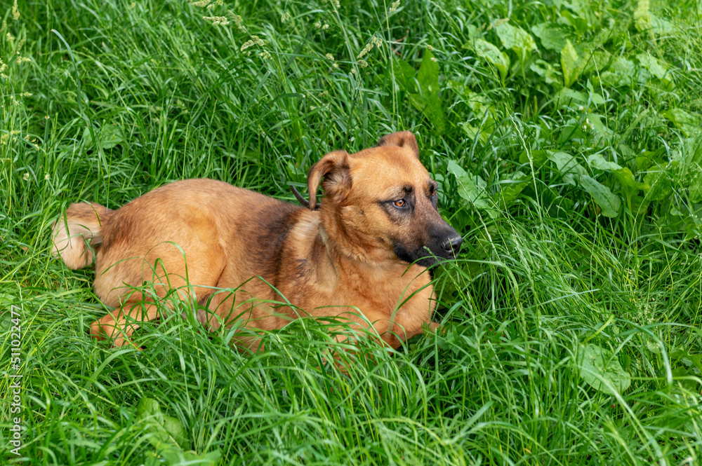 Red dog is resting in the green grass. Dog carefully looking into the distance.