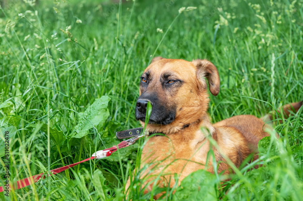 Red dog is resting in the green grass. Dog carefully looking into the distance. Red dog is resting in the green grass. Dog carefully looking into the distance.