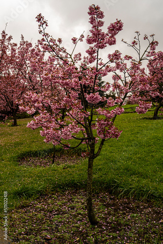 Sakura Trees, Beautiful full bloom cherry Blossom trees © Filiz