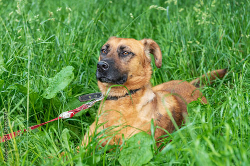 Fototapeta Naklejka Na Ścianę i Meble -  Red dog is resting in the green grass. Dog carefully looking into the distance.