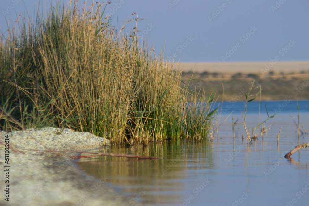 reeds on the bank of lake - Qarun Lake Fayoum Egypt reeds on the bank of lake - Qarun Lake Fayoum Egypt