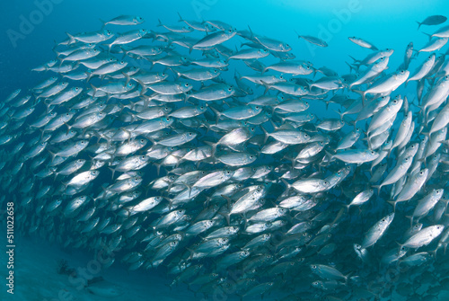 School of silver fish swim in tight formation in blue tropical water