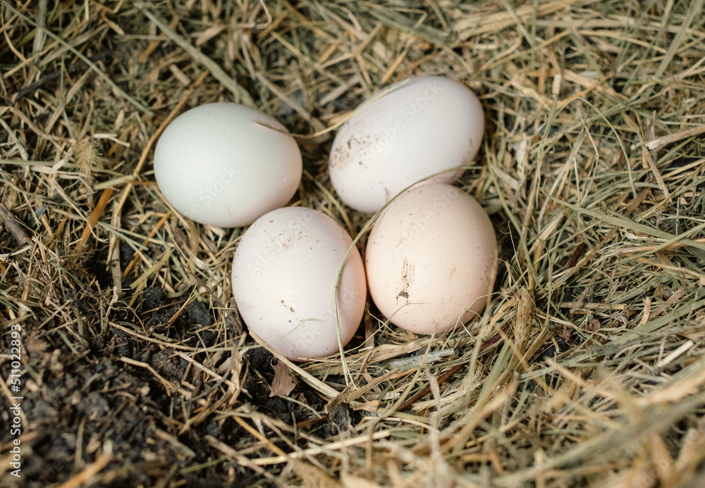 Hen eggs in a straw nest.