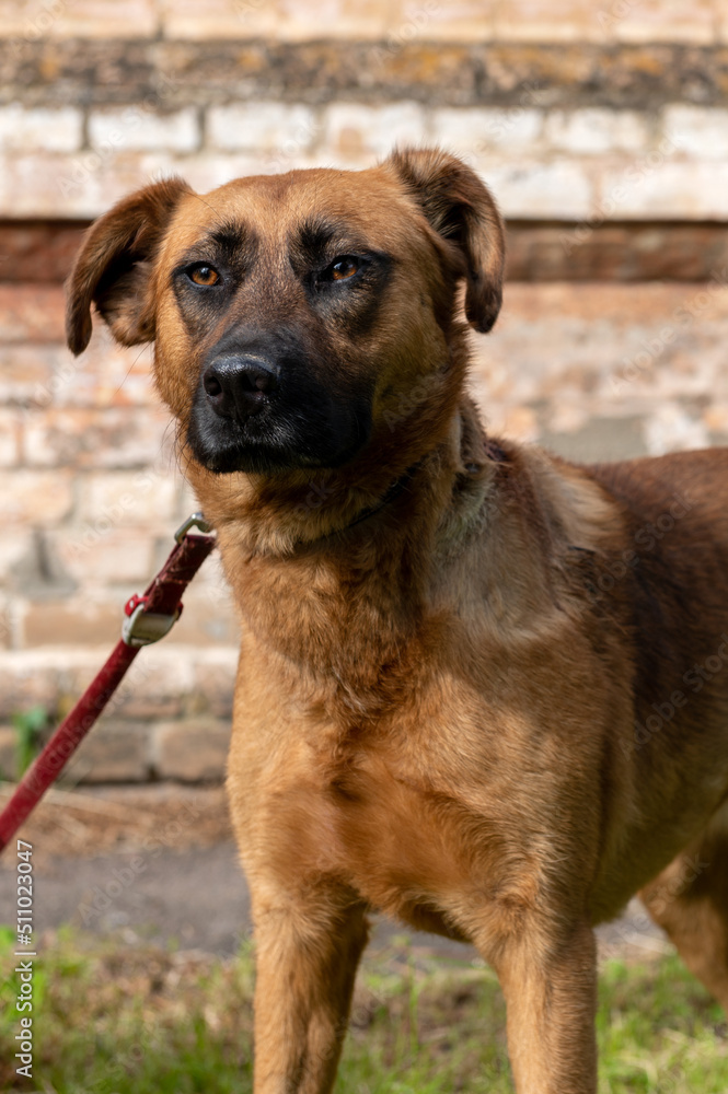 Red dog walking down the street on a leash. Interaction of humans and animals. Red dog walking down the street on a leash. Interaction of humans and animals.