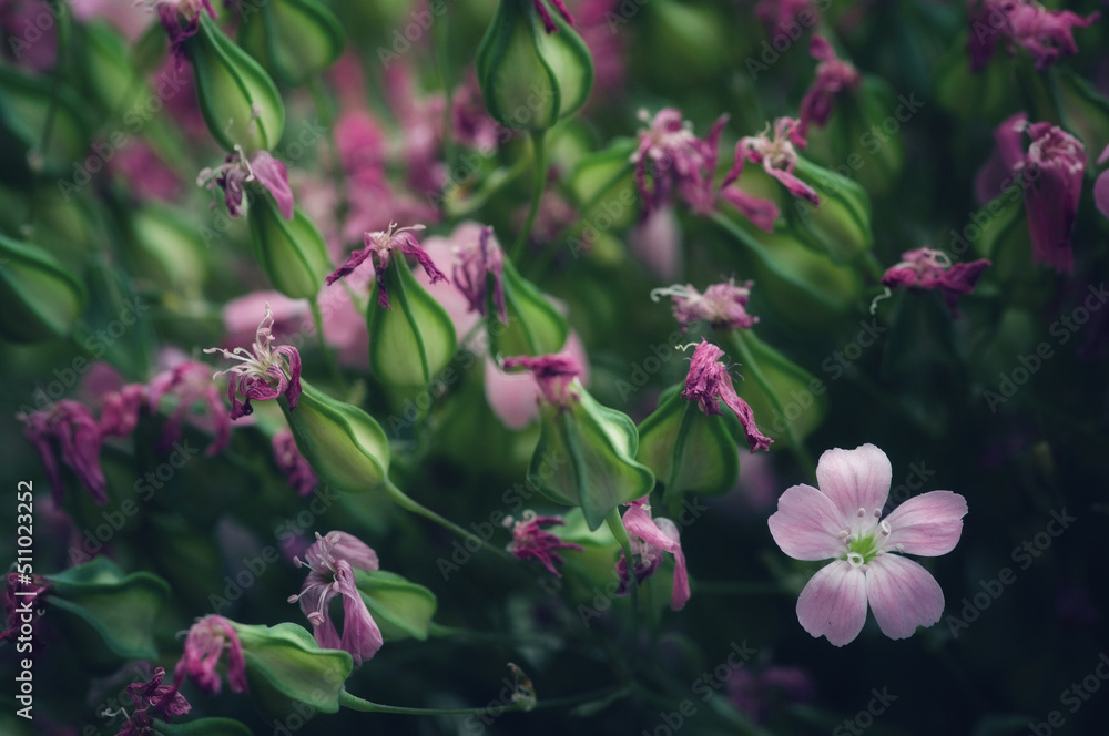 Close up image of dry flowers. Minimalist flower background. Close up image of dry flowers. Minimalist flower background.