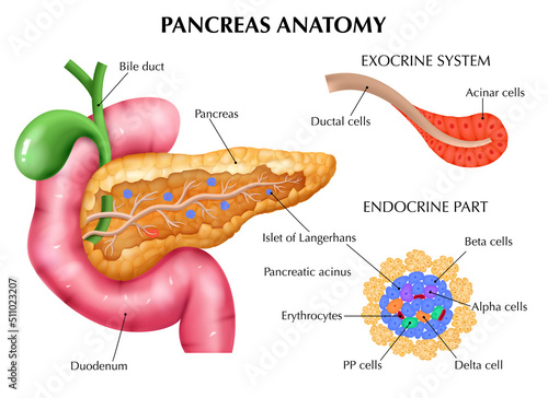 Anatomy Of Pancreas Infographics
