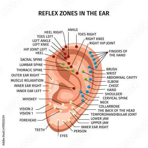 Ear Reflex Zones Composition