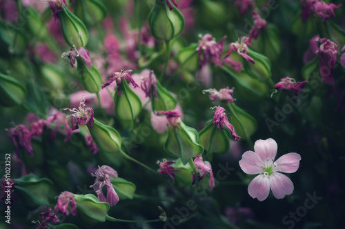 Close up image of dry flowers. Minimalist flower background.