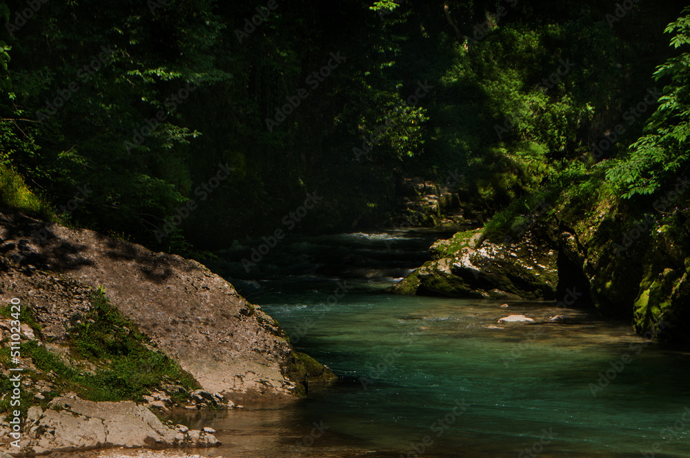 river in the forest river in the forest