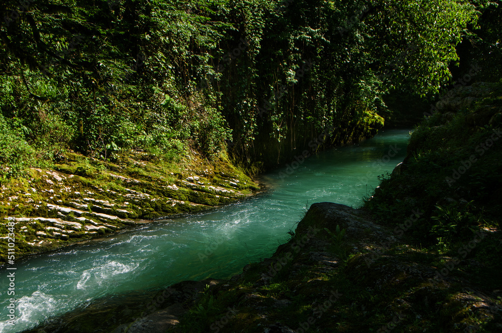 Obraz premium river in the forest
