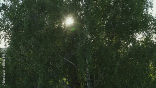 Sun light flash though birch tree crown