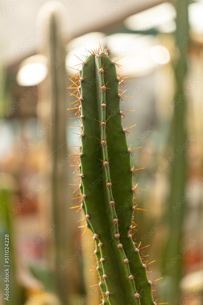 Cactus plant in the arboretum. Cactus plant in the arboretum.