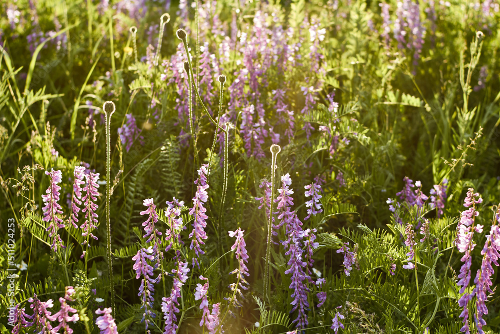 Obraz premium purple flowers in green grass. beautiful wild flowers in a forest glade close-up in the sunset sunlight. summer mood
