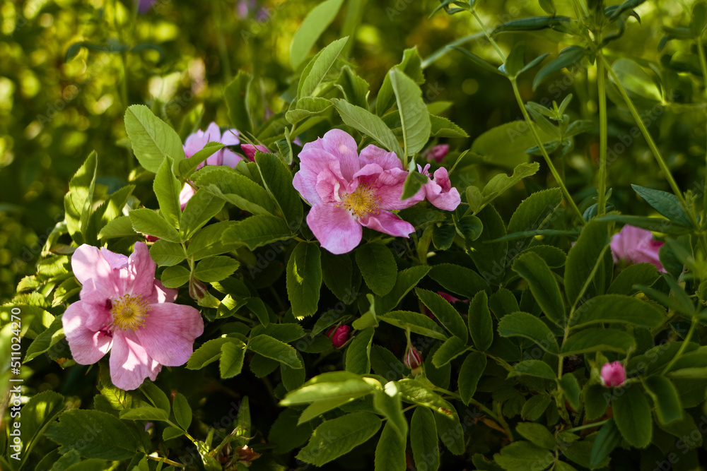 pink rose hips flowers in bright green leaves. summer sunny garden at sunset. natural background pink rose hips flowers in bright green leaves. summer sunny garden at sunset. natural background