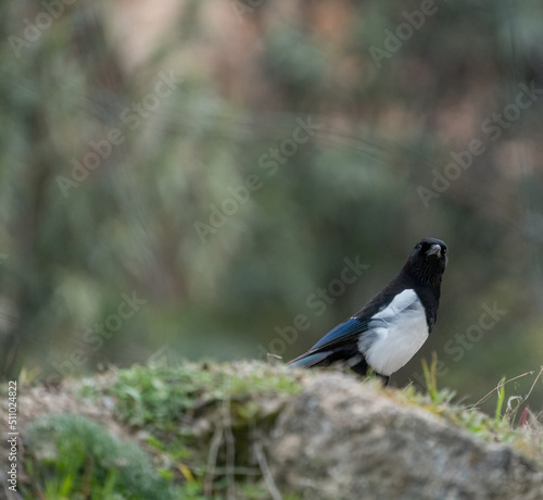 Magpie over the edge looking to the horizon