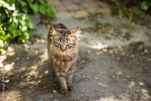 Wallpaper Mural domestic cat walks around the yard
 Torontodigital.ca
