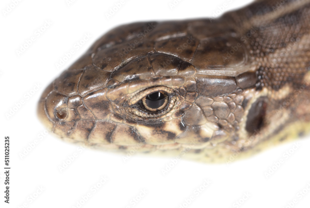 Lizard portrait isolated on white background. Lizard portrait isolated on white background.