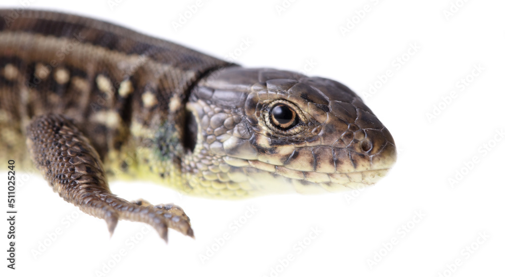 Lizard portrait isolated on white background. Lizard portrait isolated on white background.