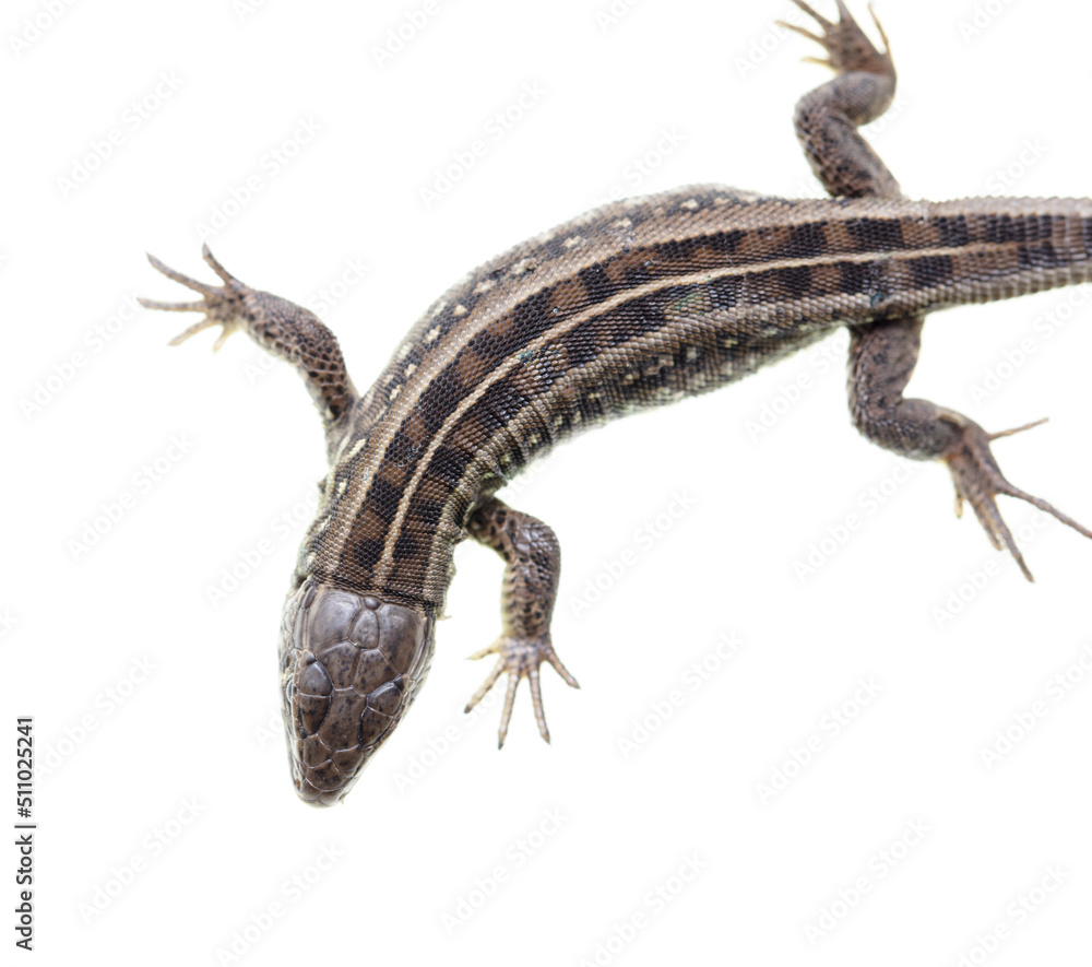 Naklejka premium Lizard portrait isolated on white background.