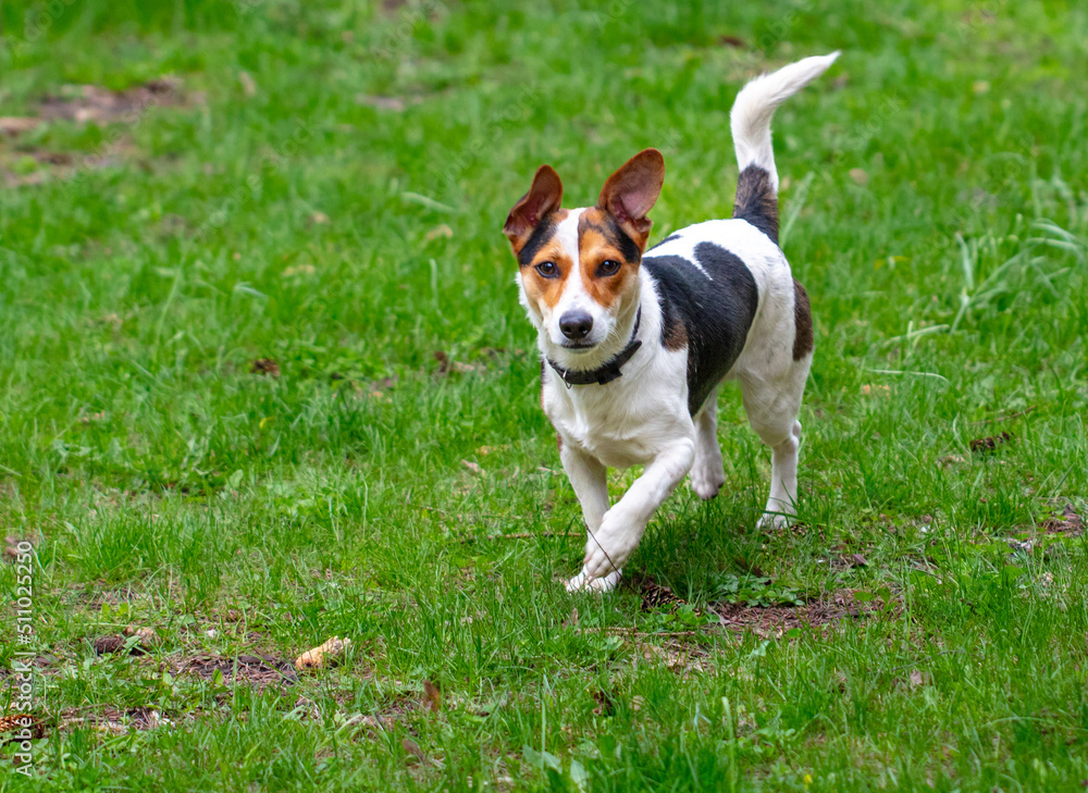 Portrait of a dog on the green grass Portrait of a dog on the green grass
