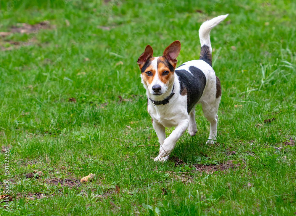 Portrait of a dog on the green grass