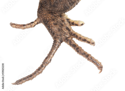 Lizard paw isolated on white background.