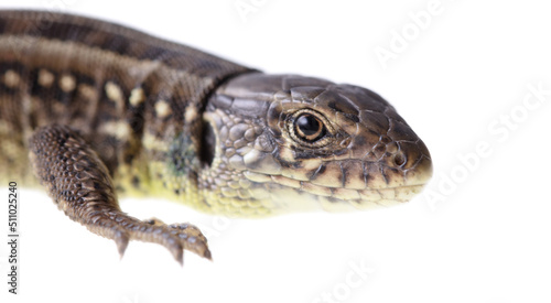 Lizard portrait isolated on white background. © schankz