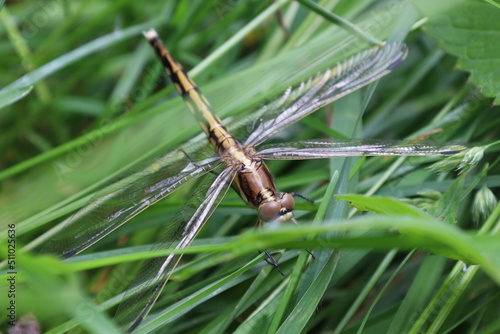Dragonfly in green grass, summer day