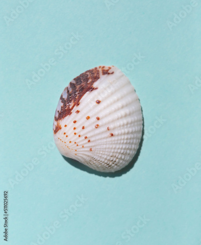 Marine Seashell on the blue background close up macro