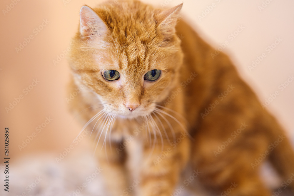 Sleepy old red cat. Selective focus.