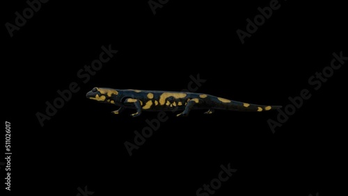 Salamander Idle animation.Full HD 1920×1080.5 Second Long.Transparent Alpha video.LOOP. photo