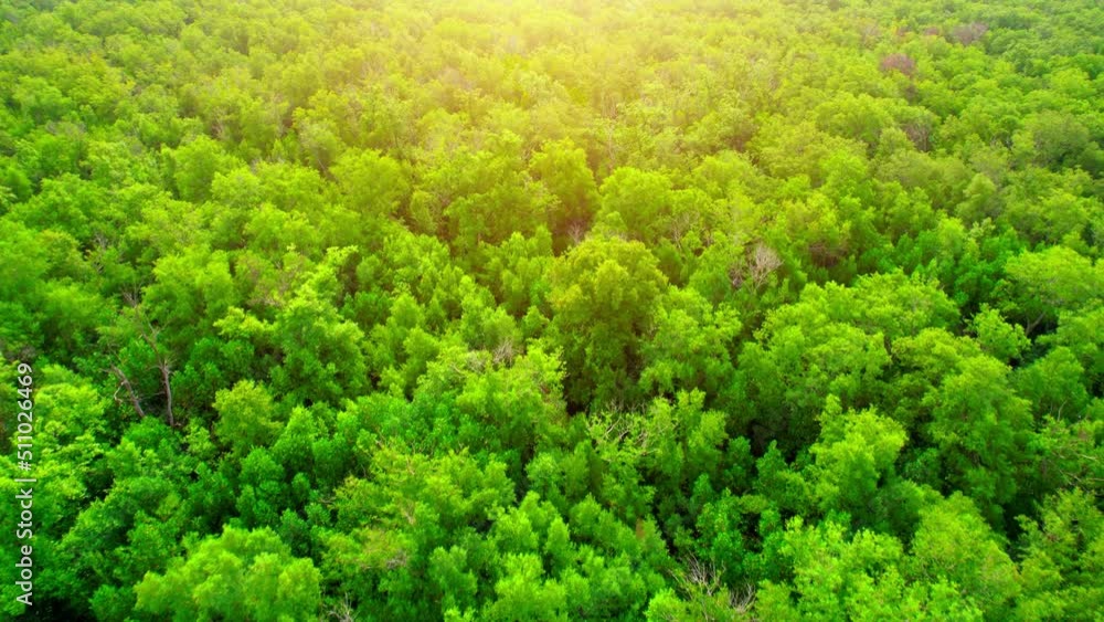 Aerial view from a drone over a green forest in a mangrove forest, Bang Ya Phraek, Samut Sakhon, Thailand. Mangrove Ecosystem. Environmental conservation. Drone footage 4k.
Aerial view from a drone over a green forest in a mangrove forest, Bang Ya Phraek, Samut Sakhon, Thailand. Mangrove Ecosystem. Environmental conservation. Drone footage 4k.