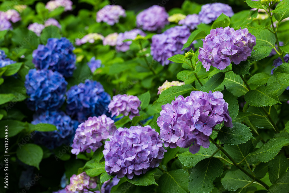 雨の日の紫陽花の花 6月 雨の日の紫陽花の花 6月