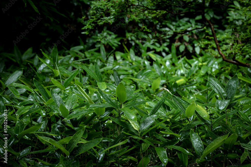 雨に濡れる庭園の笹の葉