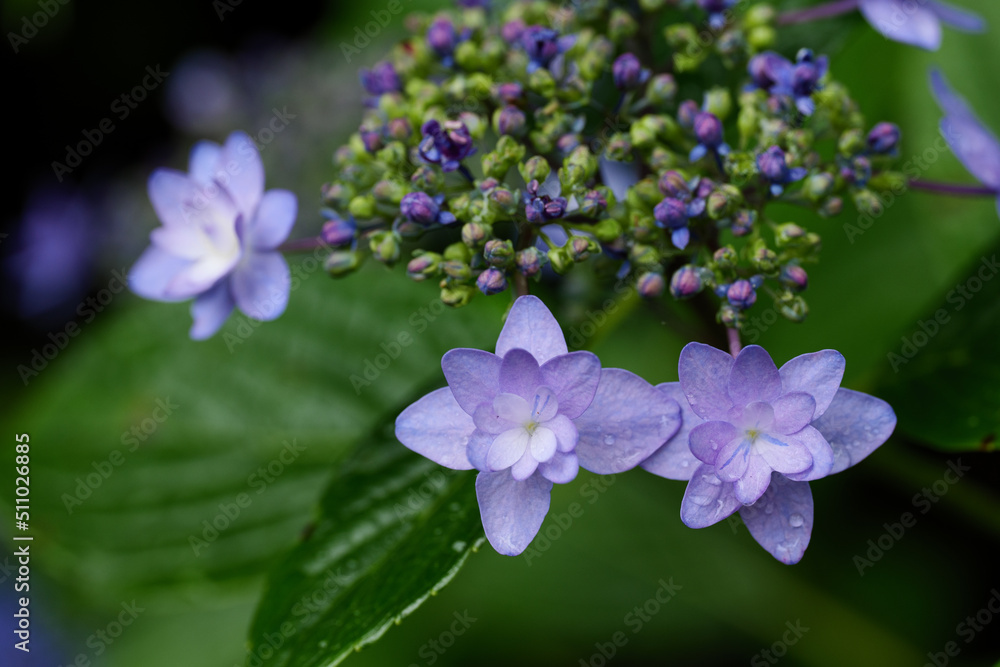 Fototapeta premium 雨の日の紫陽花の花 6月