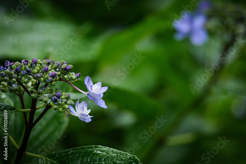 Wallpaper Mural 雨の日の紫陽花の花　6月 Torontodigital.ca