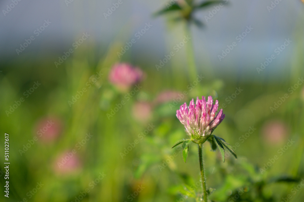 ムラサキツメクサの花 ムラサキツメクサの花