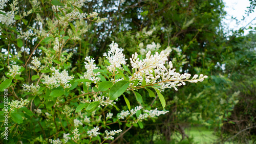 Chinese Privet blooms in springtime, invasive species in the American South photo