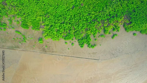 Aerial view Top view of Mangroves forest. An ecosystem in the Bang Ya Phraek, Samut Sakhon, Thailand. Mangrove landscape. Mangrove Ecosystem. Mangroves along the coastline. 4k Drone Footage.
 photo